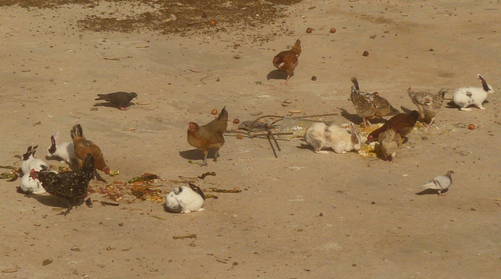 Chickens and rabbits on a rooftop in Laayoune, Western Sahara