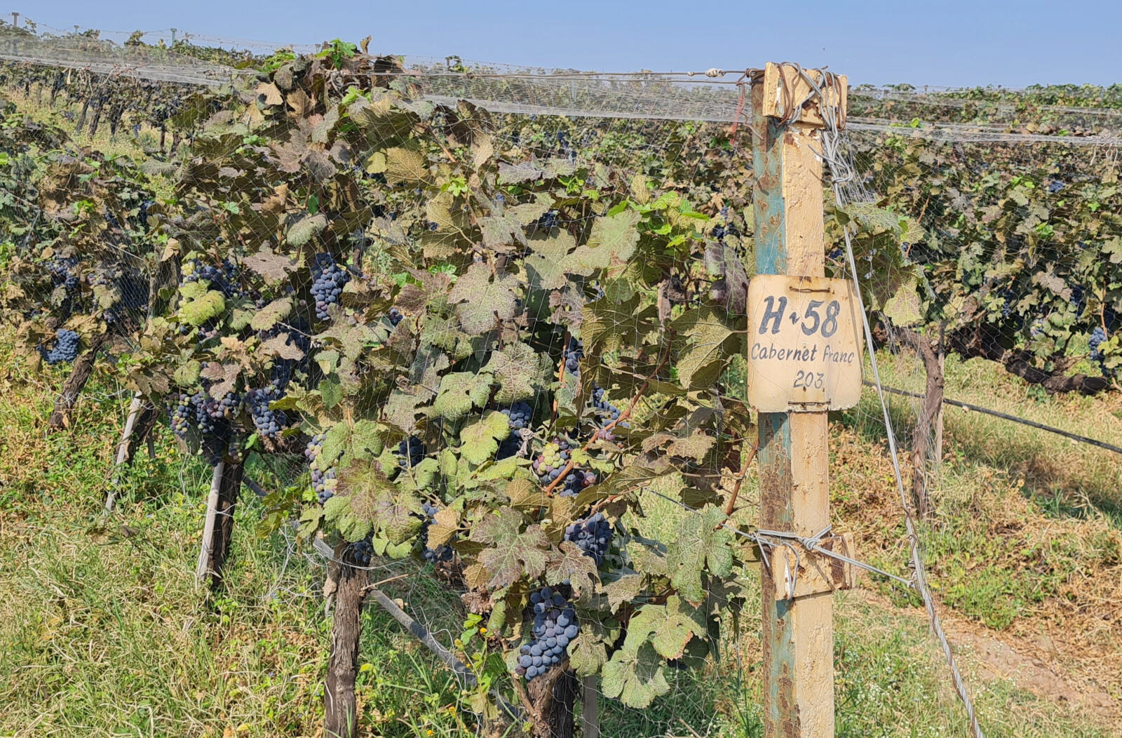 Cabernet Franc grapes ripening at Fratelli vineyard, India