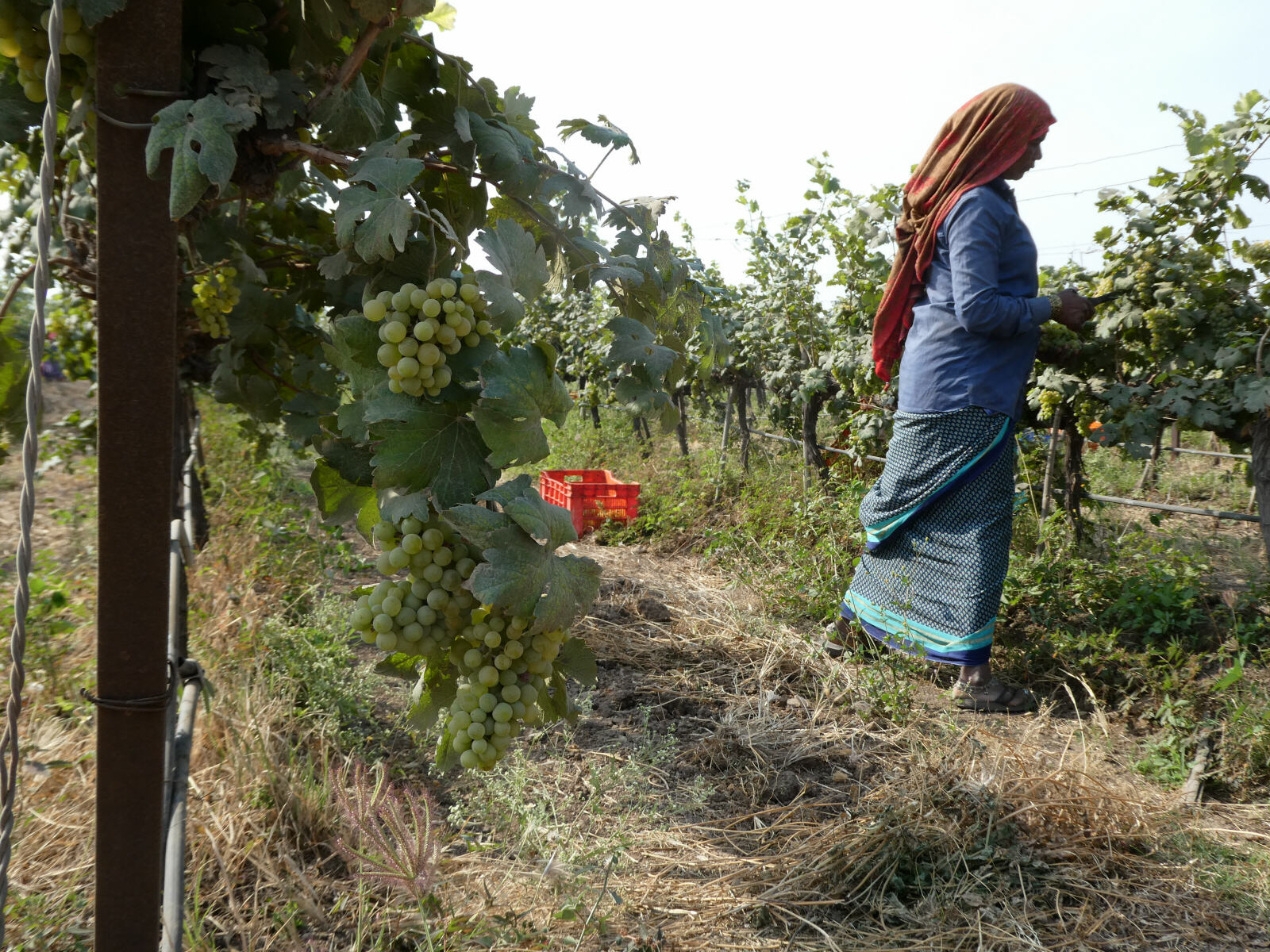 Picking grapes at Fratelli vineyard, India