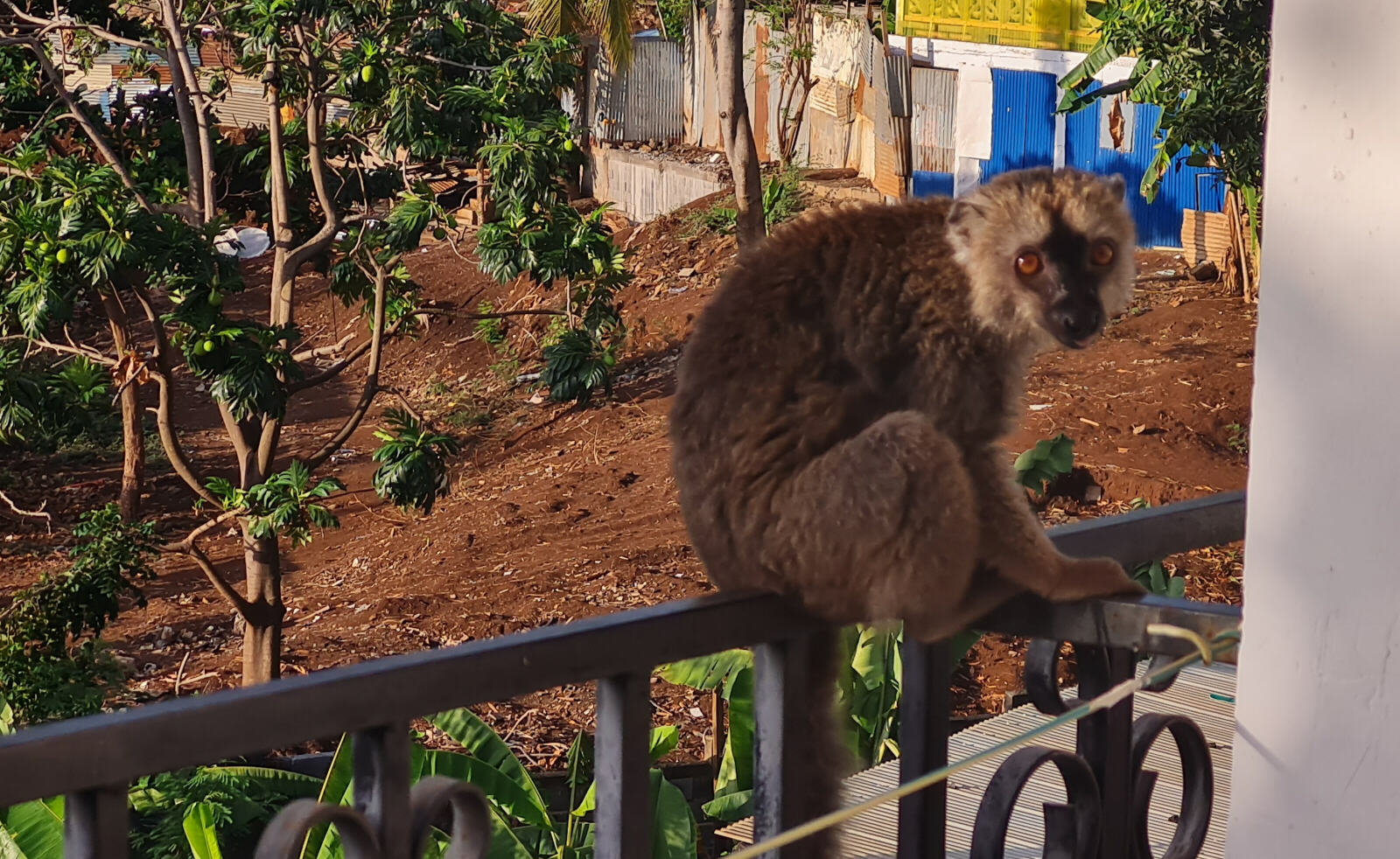 A lemur on the balcony in Mayotte