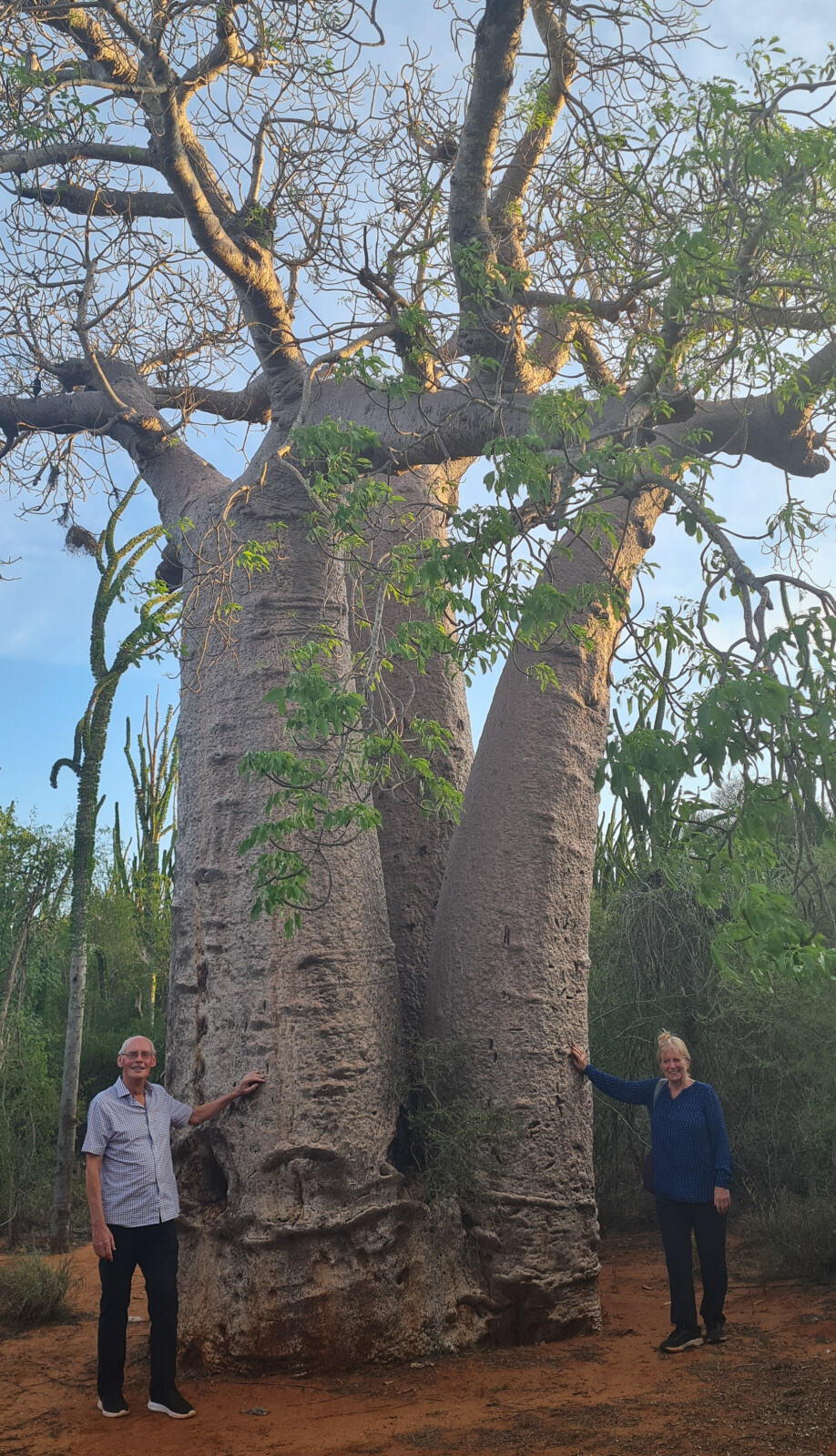 At a Baobab tree in the spiny forest in Berenty reserve
