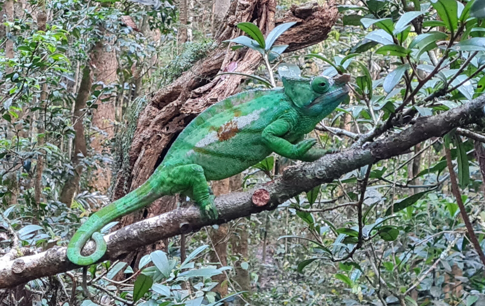 A Parson's chamelion in Andasibe reserve, Madagascar