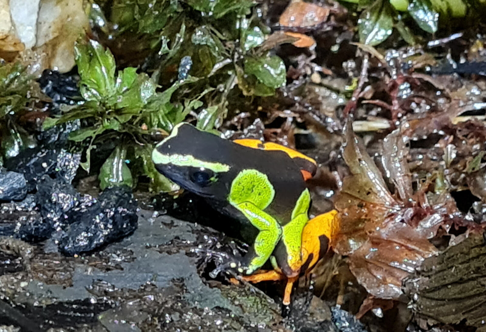 A marbled reed frog in the research centre at Andasibe reserve, Madagascar
