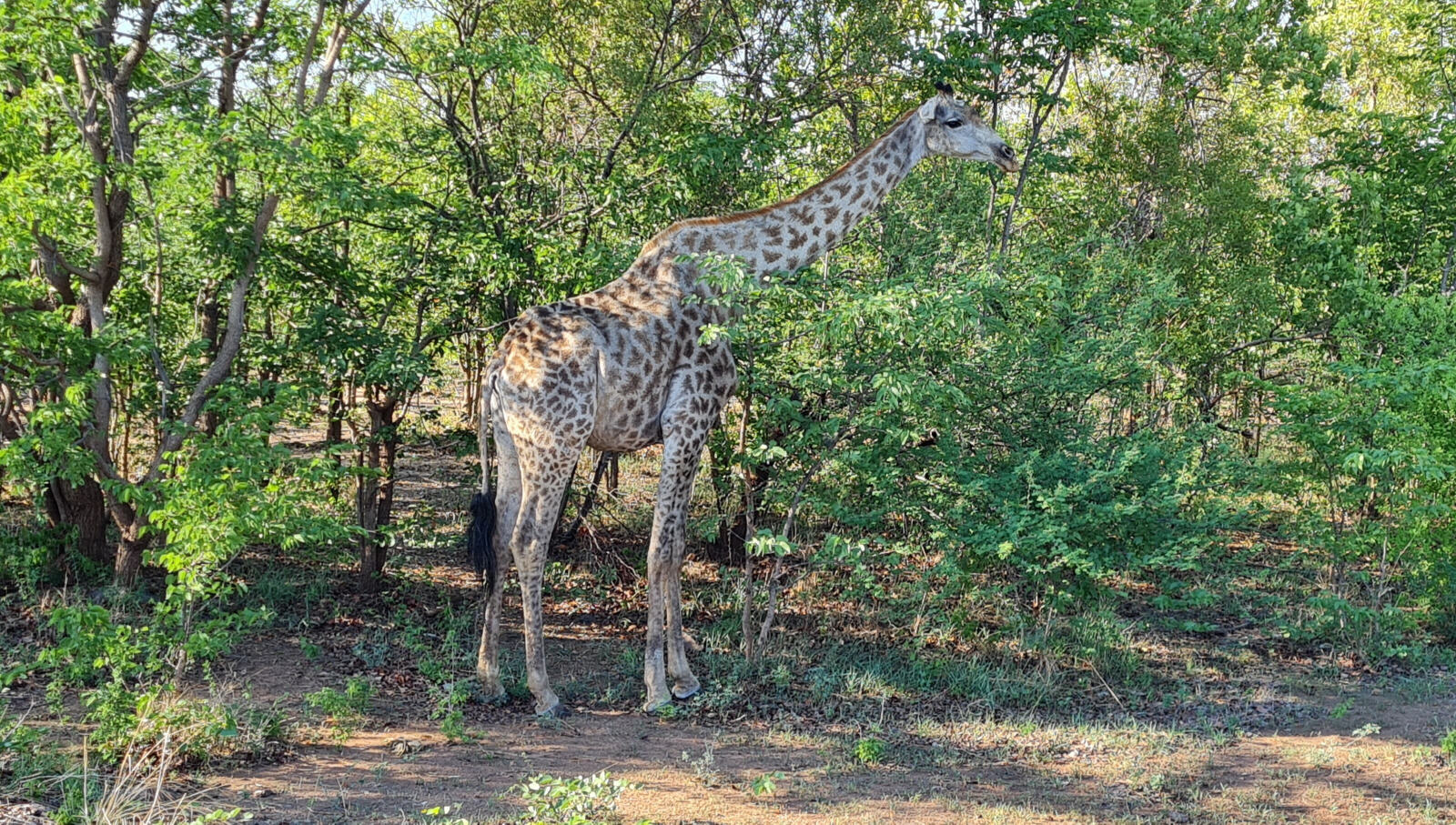 A giraffe by the road near Livingstone, Zambia