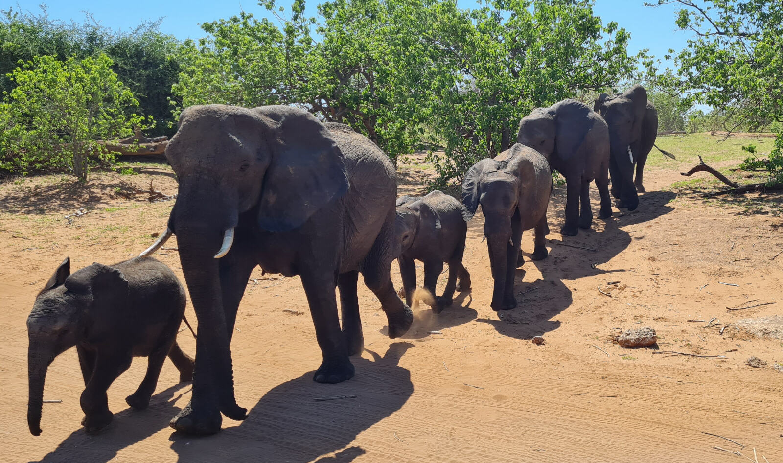 Elephants in Chobe national park, Botswana