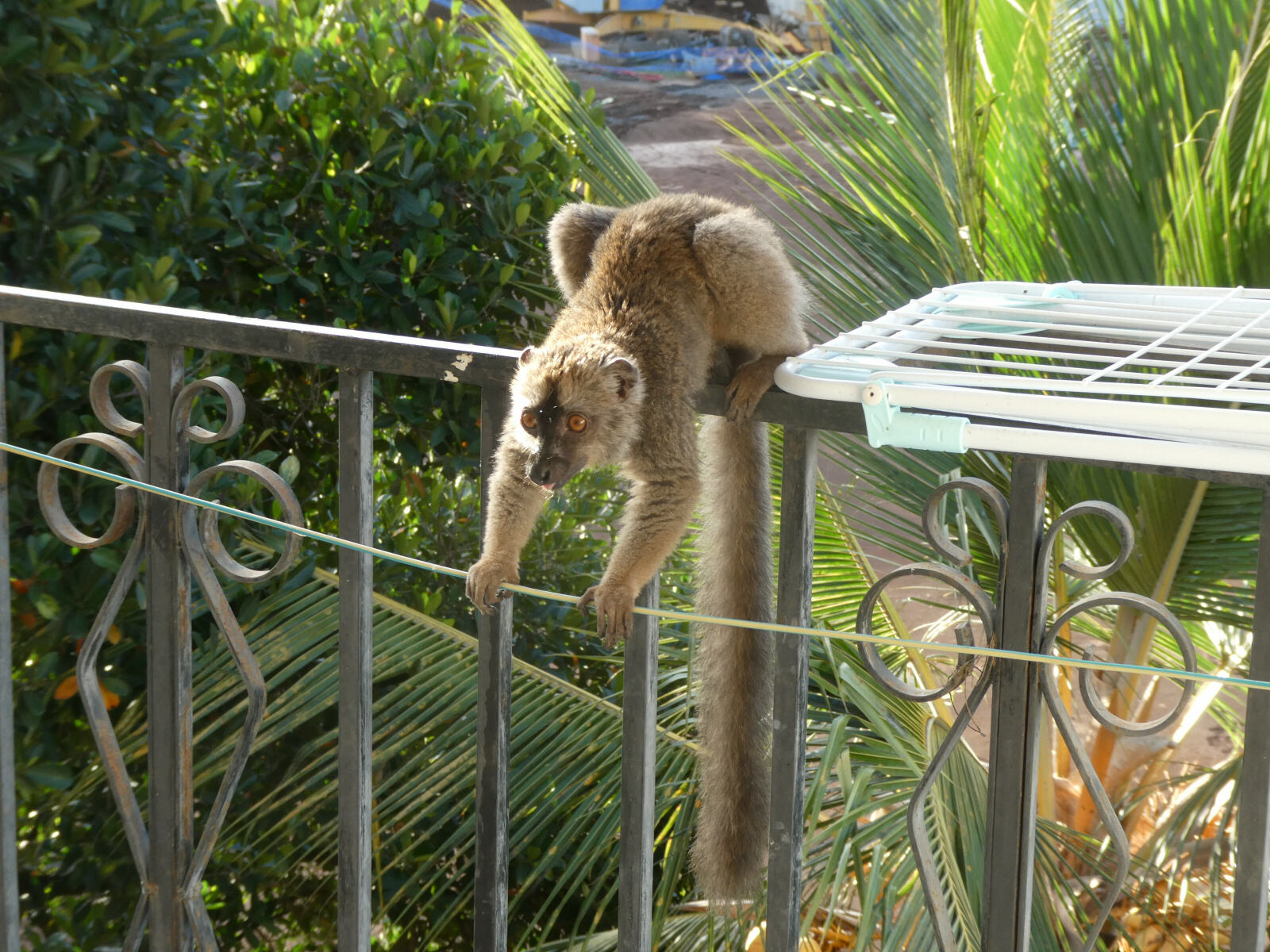 A lemur on the balcony in Mayotte