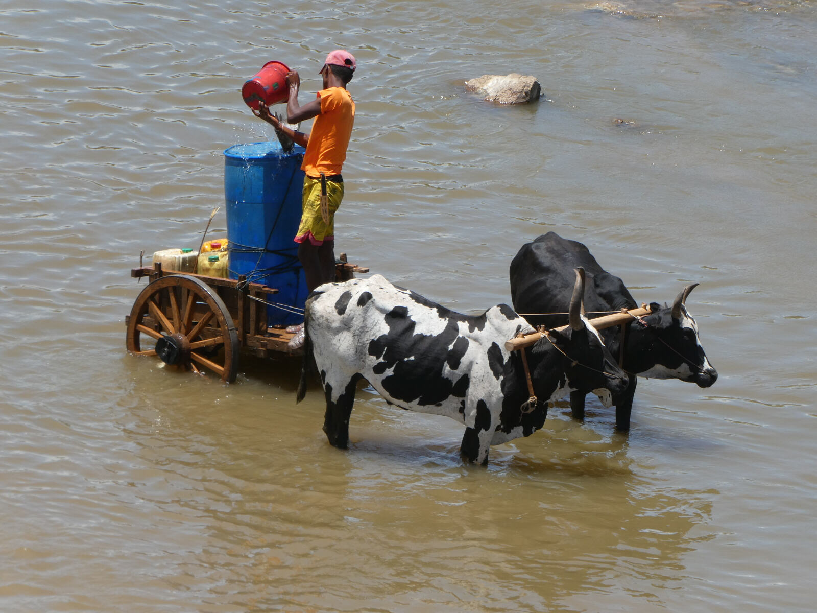 Filling a cattle-drawn water tanker in a river in Madagascar