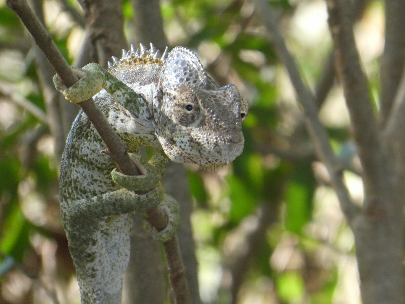 A warty chamelion at Berenty nature reserve, Madagascar