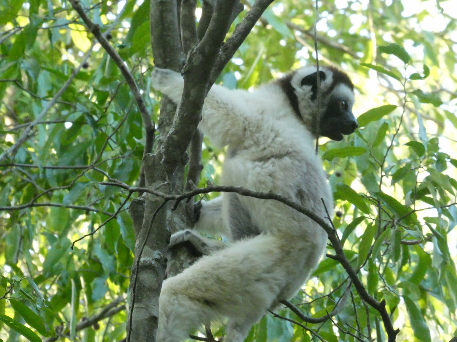 A Verraux's Sifaka at Berenty reserve in Madagascar