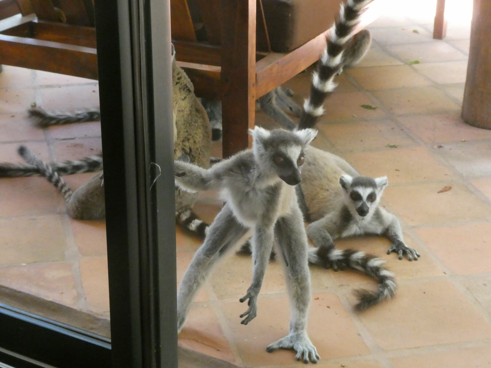 Lemurs on the balcony at the lodge in Berenty reserve