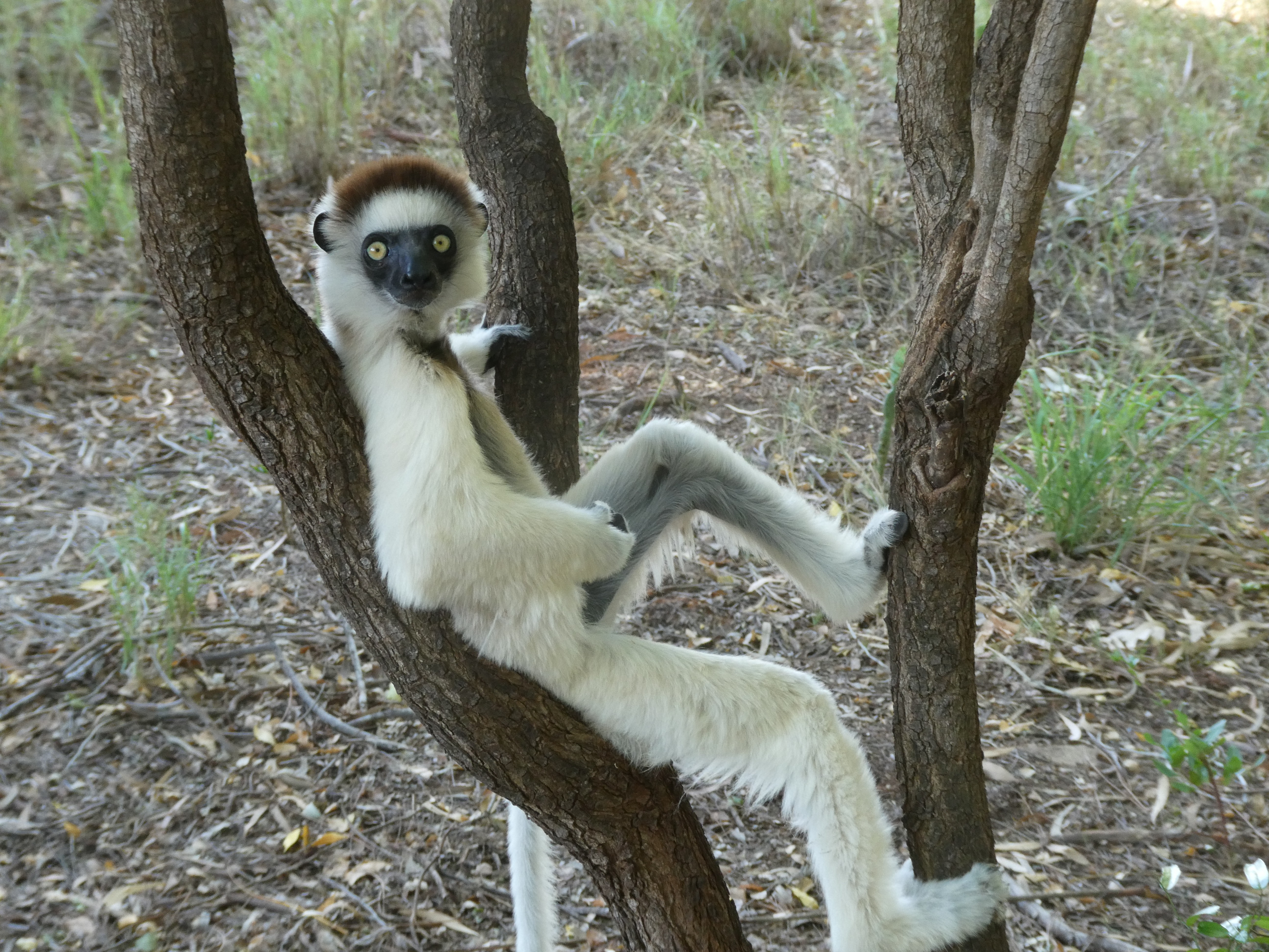 A Sifaka in Berenty reserve, Madagascar