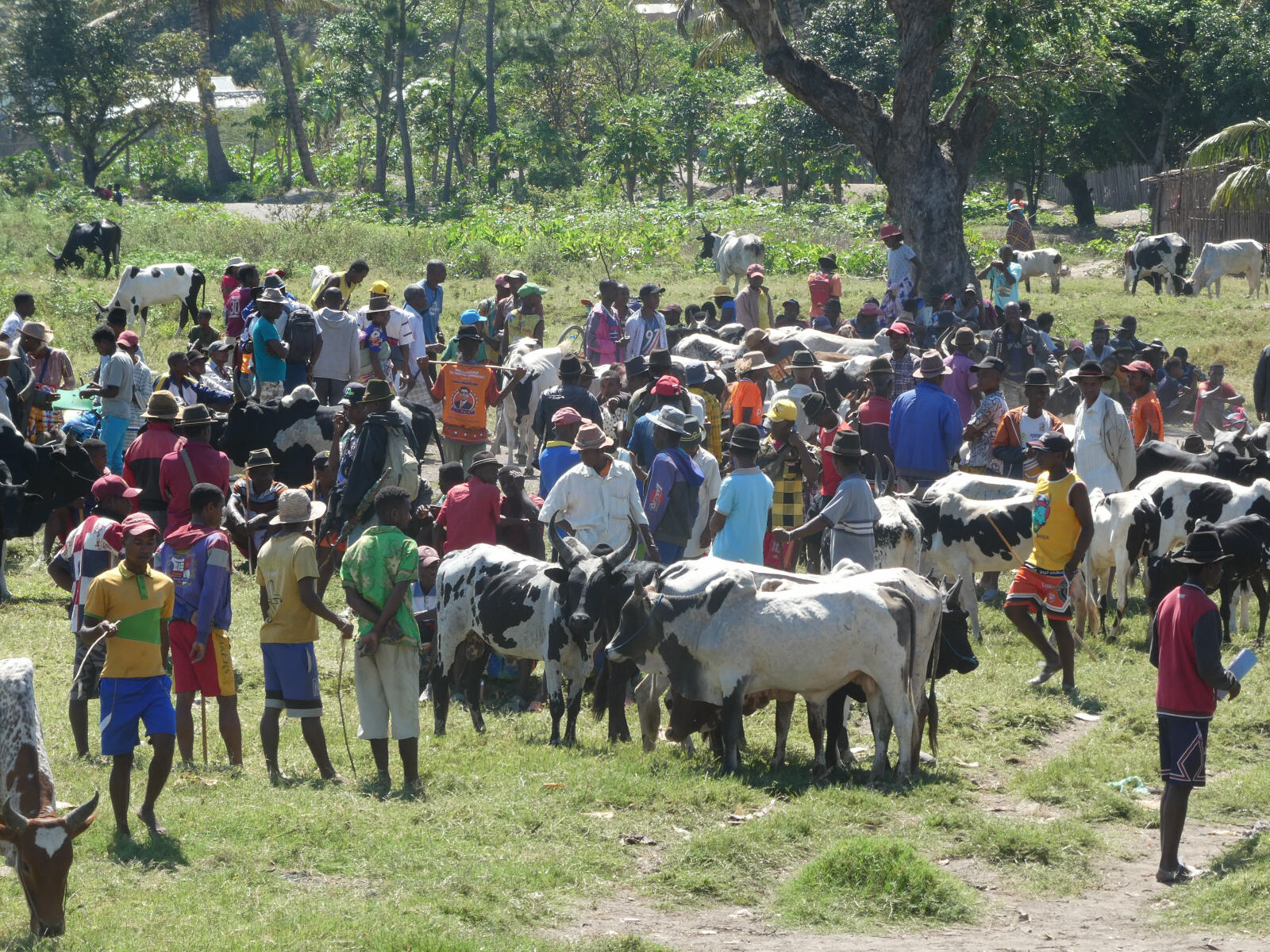 A zebu (cattle) market at Manambaro village, Madagascar