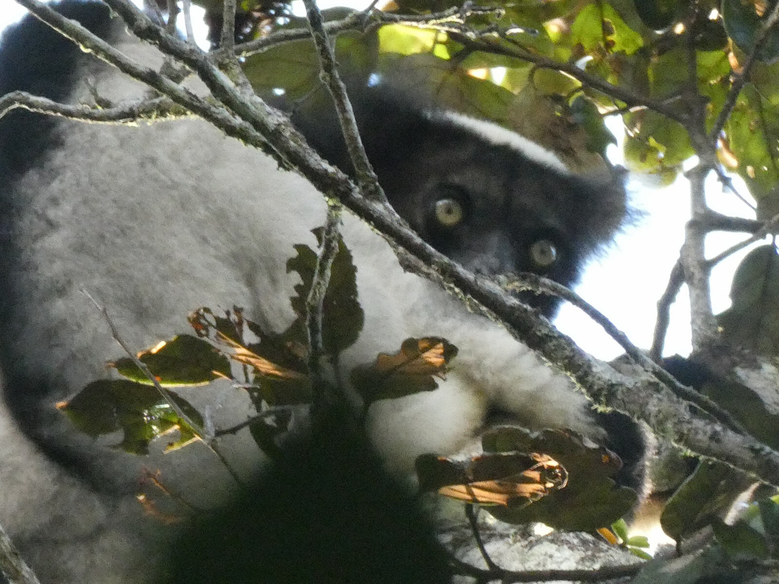 An Indri lemur in Andasibe reserve, Madagascar