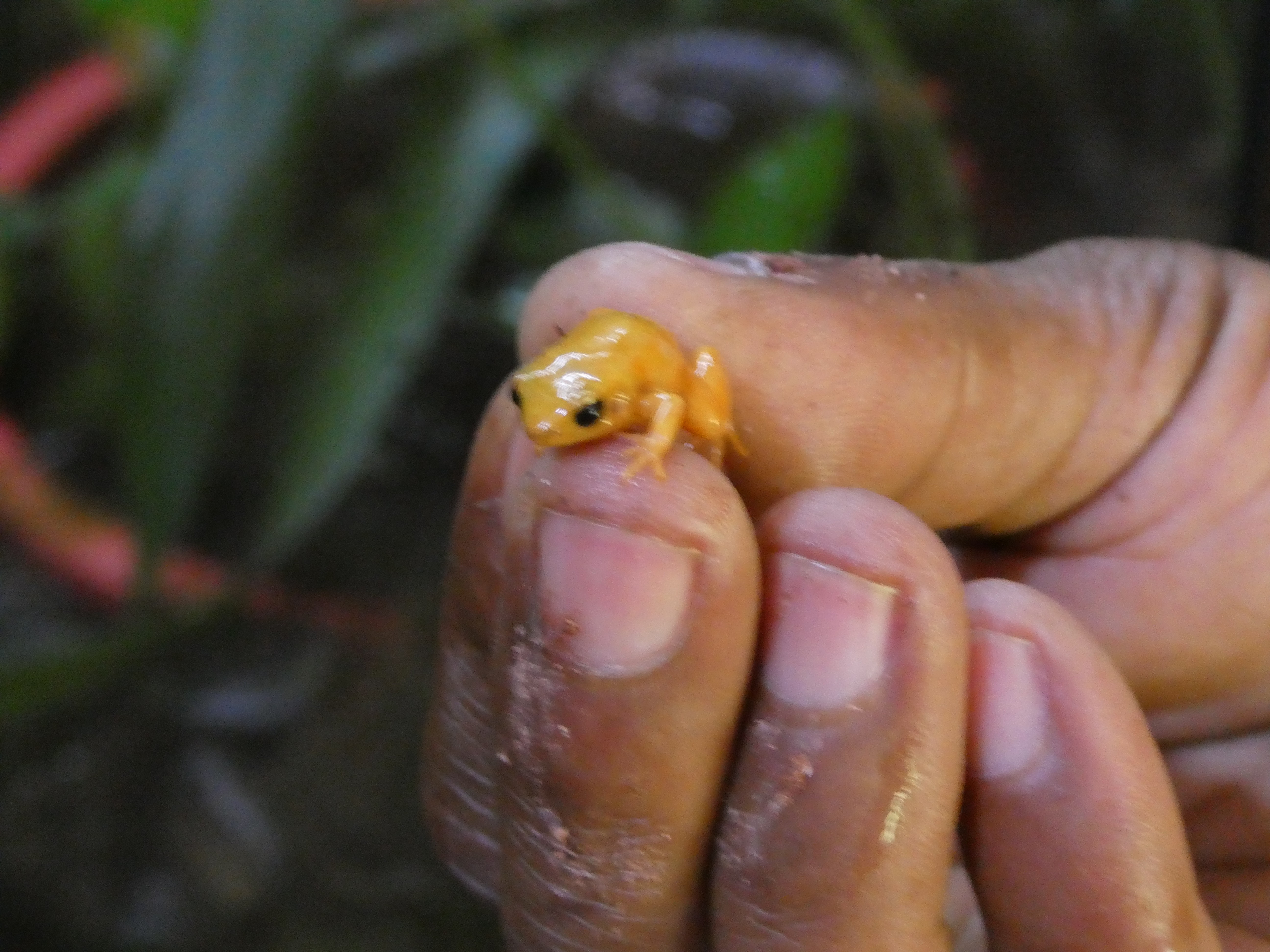 A Golden Mantella frog in the research centre at Andasibe reserve, Madagascar