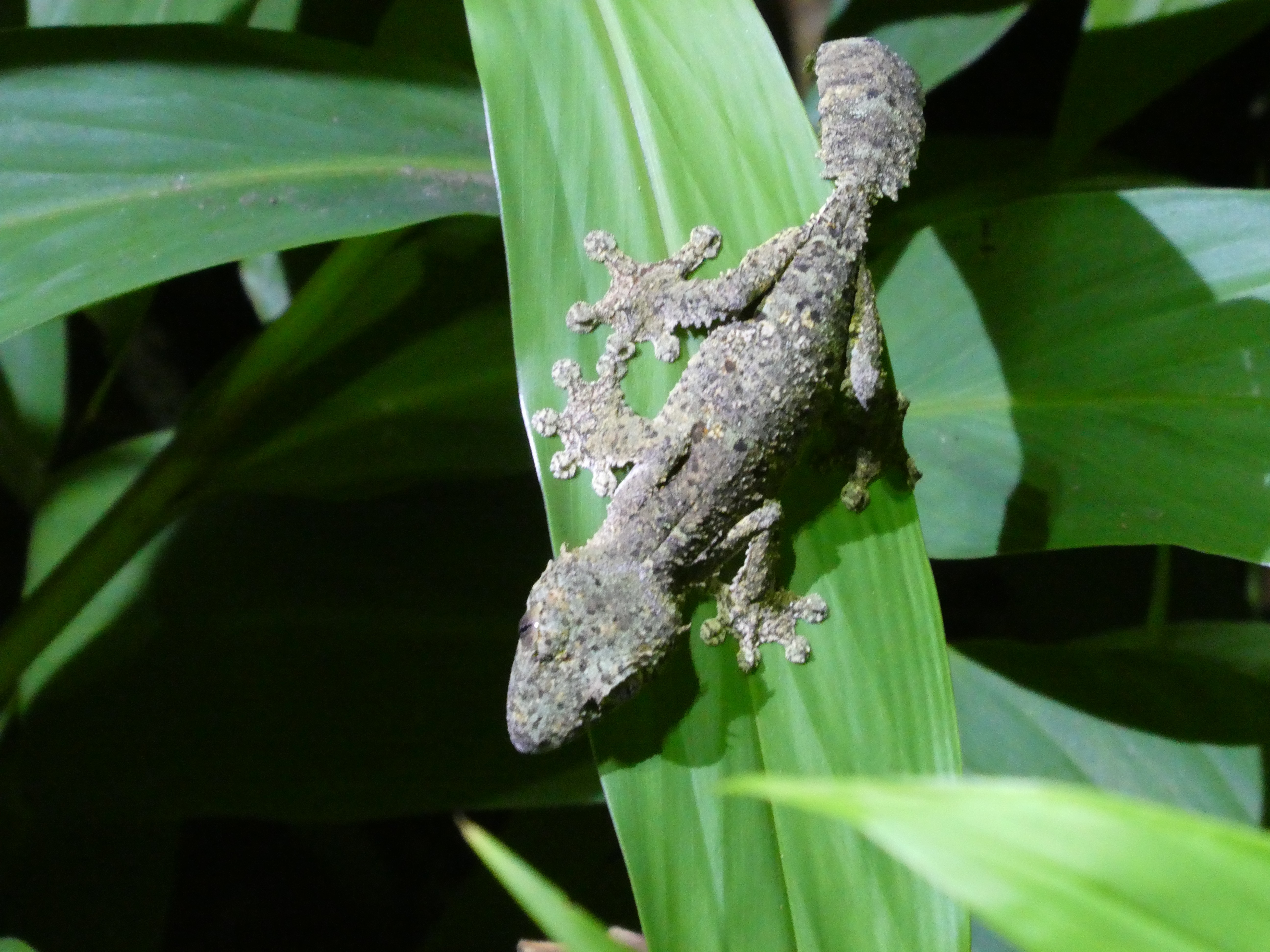 A leaf-tail gecko in Andasibe reserve, Madagascar