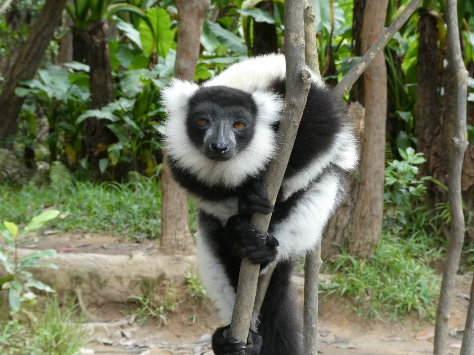 A black and white-ruffed lemur on Lemur Island, Andasibe, Madagascar