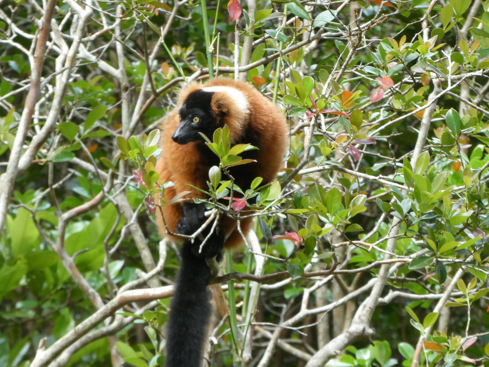 A red-ruffed lemur on Lemur Island, Andasibe, Madagascar