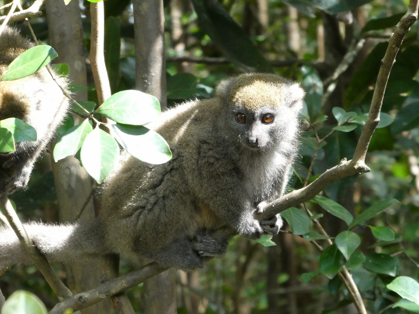 A Bamboo lemur on Lemur Island, Andasibe, Madagascar