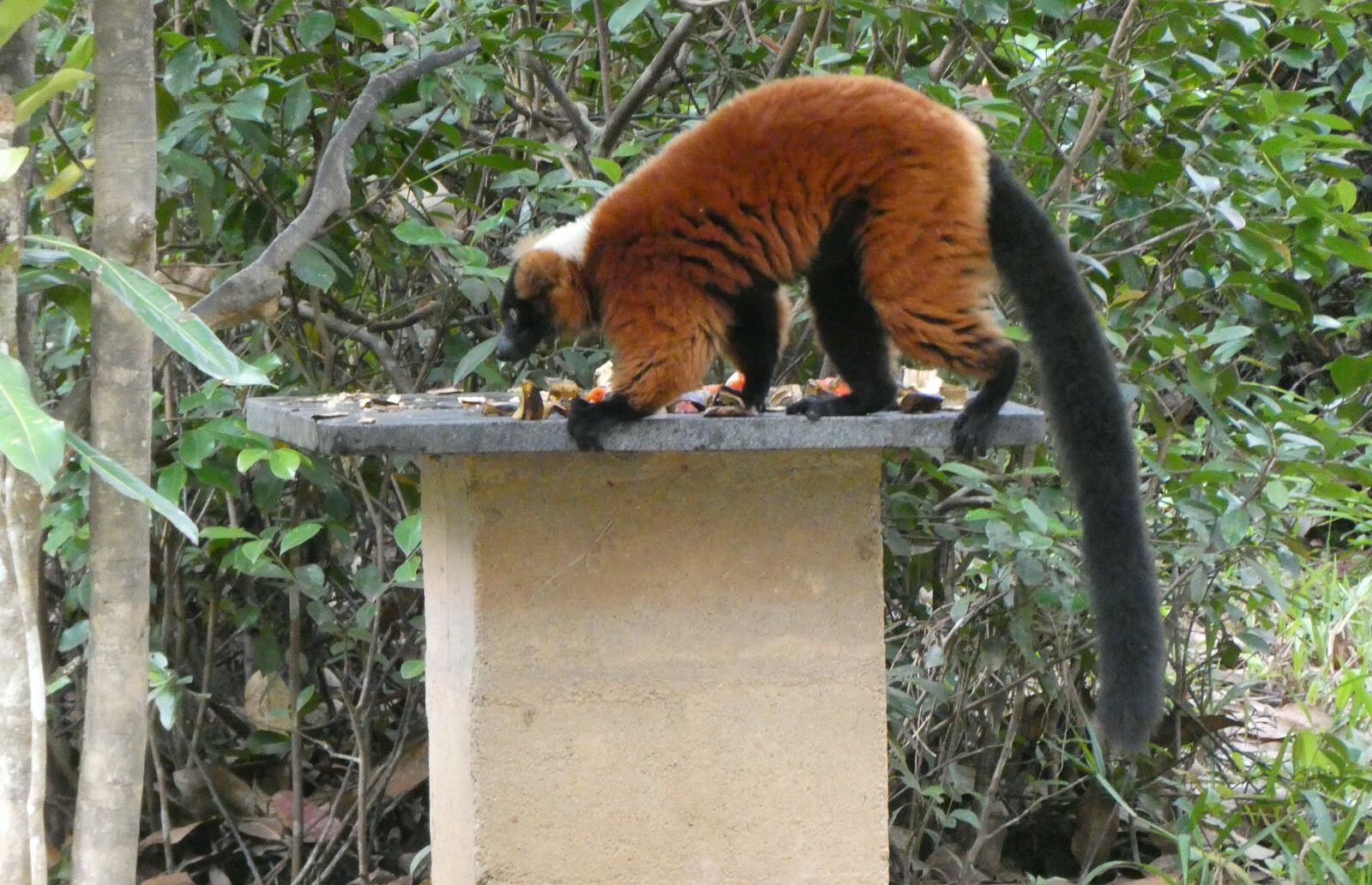 A red-ruffed lemur on Lemur Island, Andasibe, Madagascar
