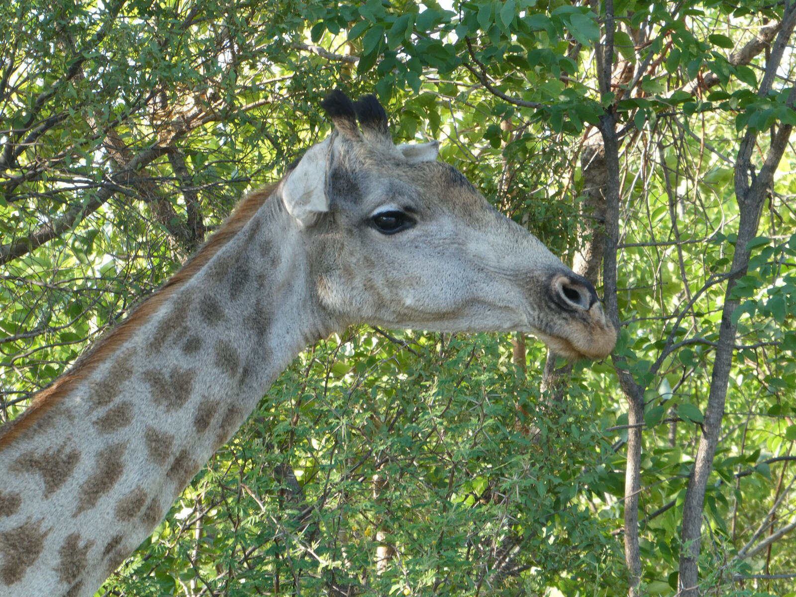 A giraffe by the road near Livingstone, Zambia