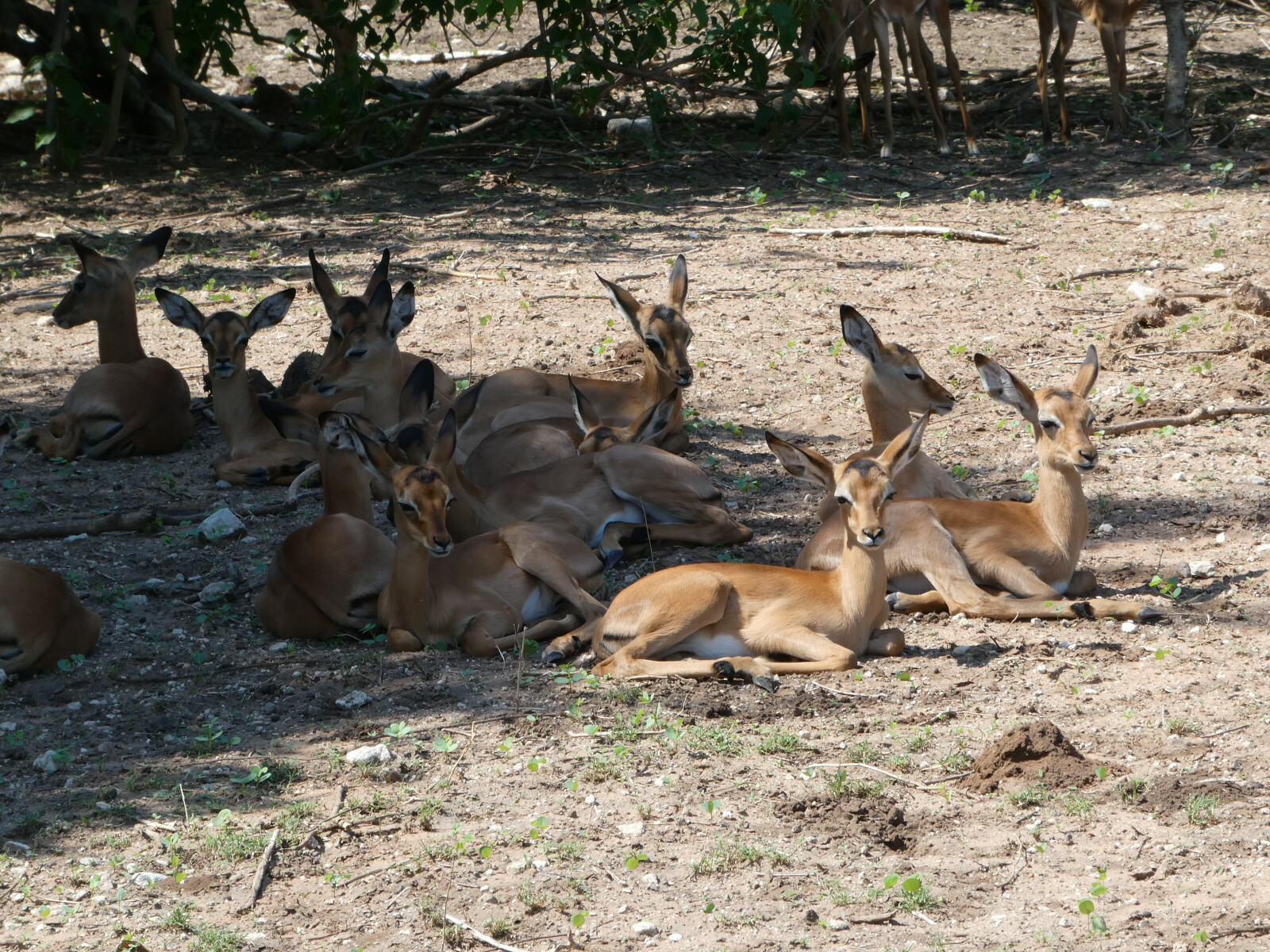 Impala in Chobe national park, Botswana