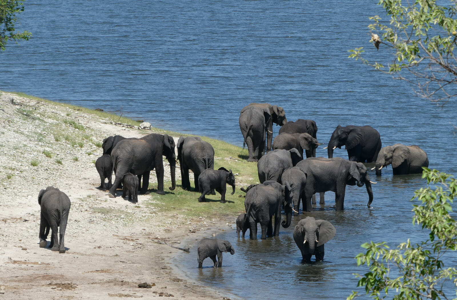 Elephants by the Chobe river, Botswana