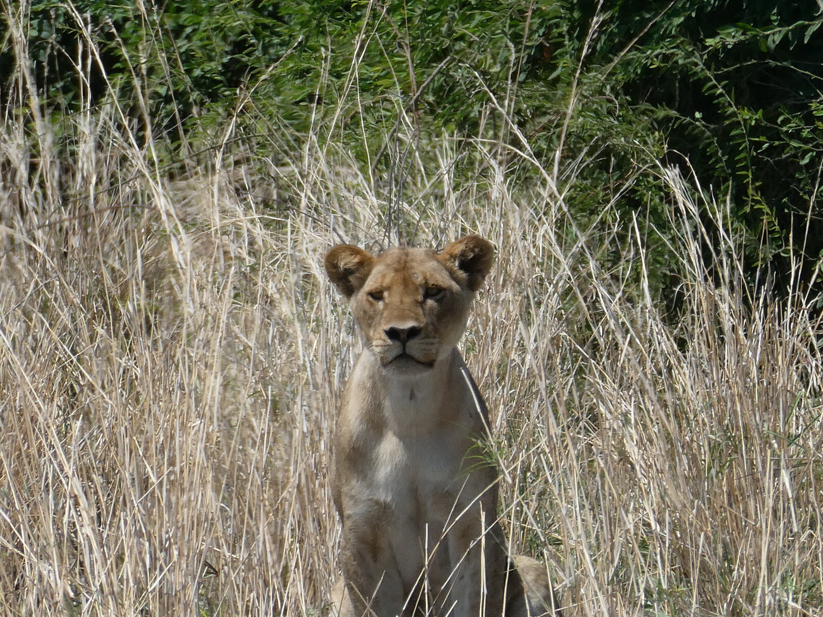 A lioness in Chobe national park, Botswana