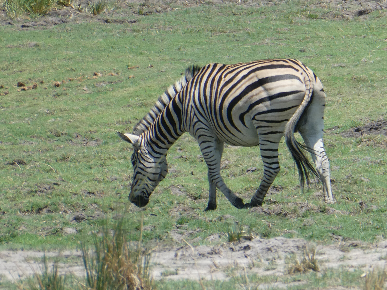 A zebra in Chobe national park, Botswana