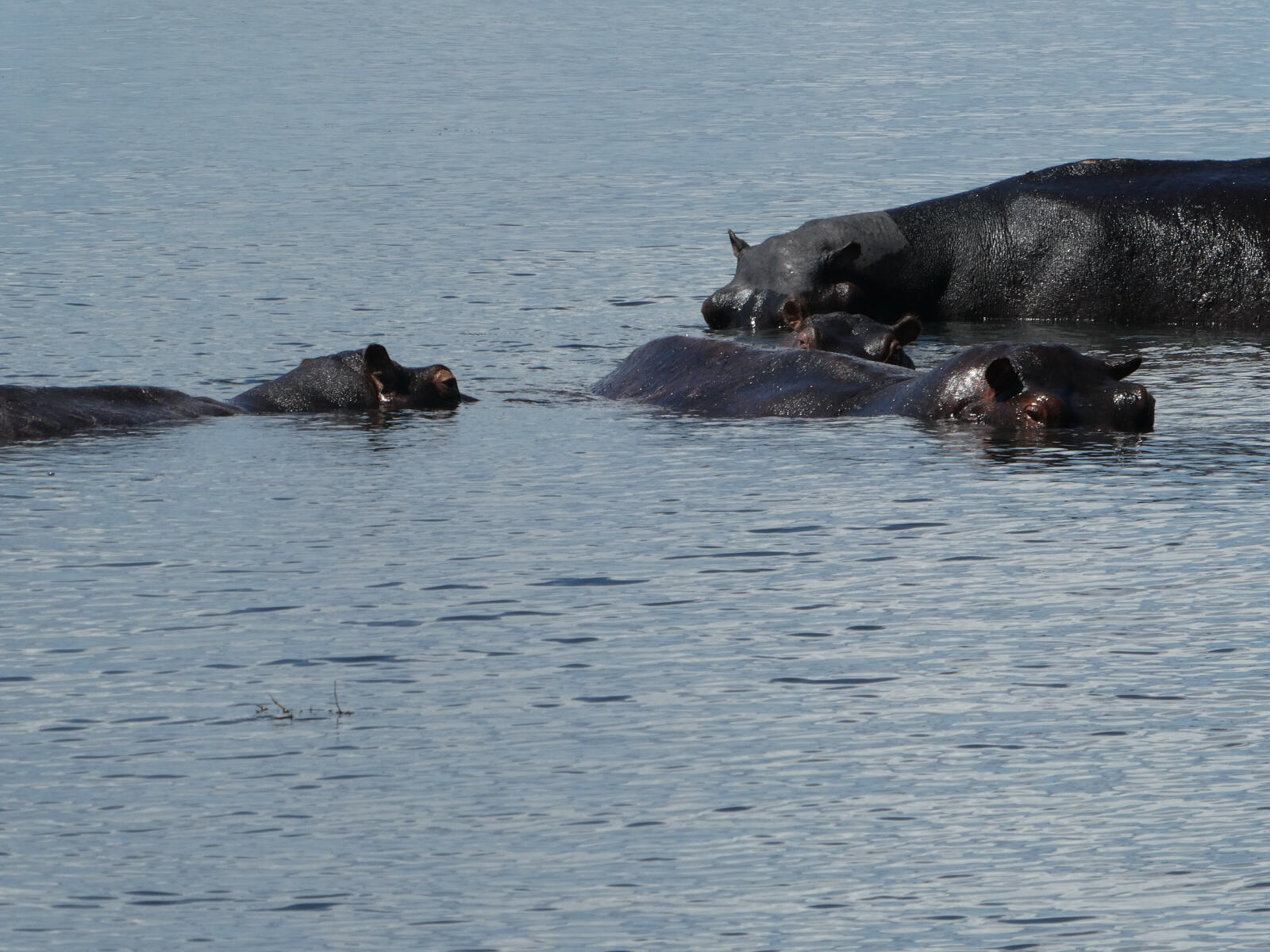 Hippos in the Chobe river, Botswana