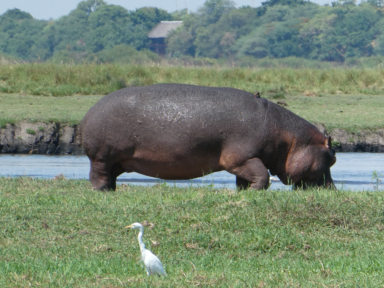 A hippo by the Chobe river, Botswana