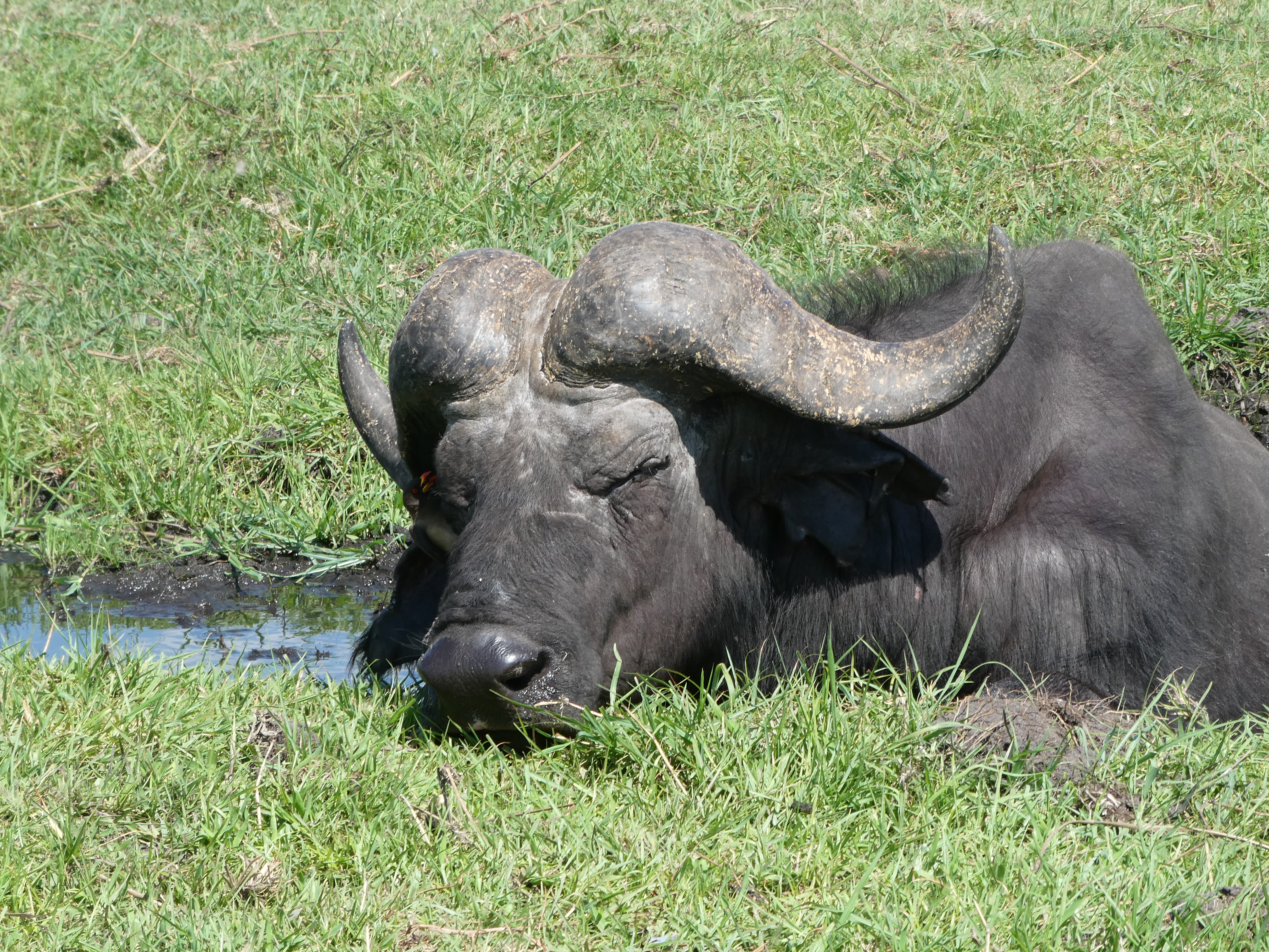 Water buffalo in the Chobe river, Botswana