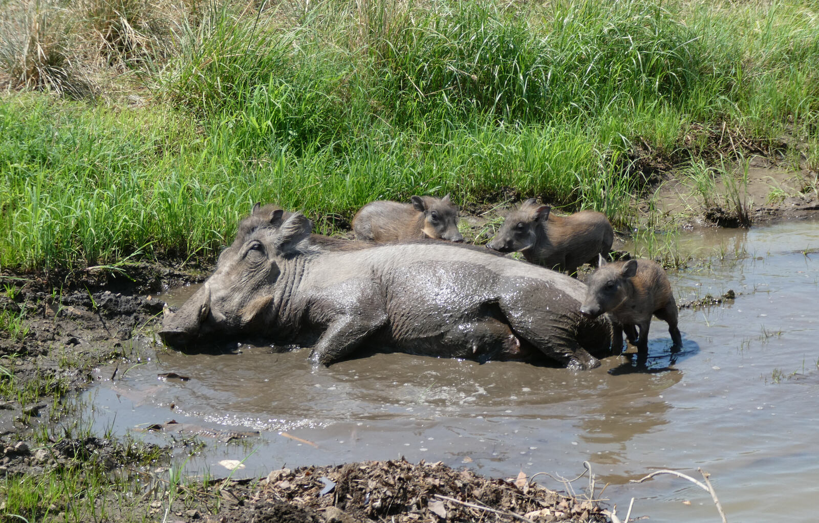 Warthogs by the road in Zimbabwe