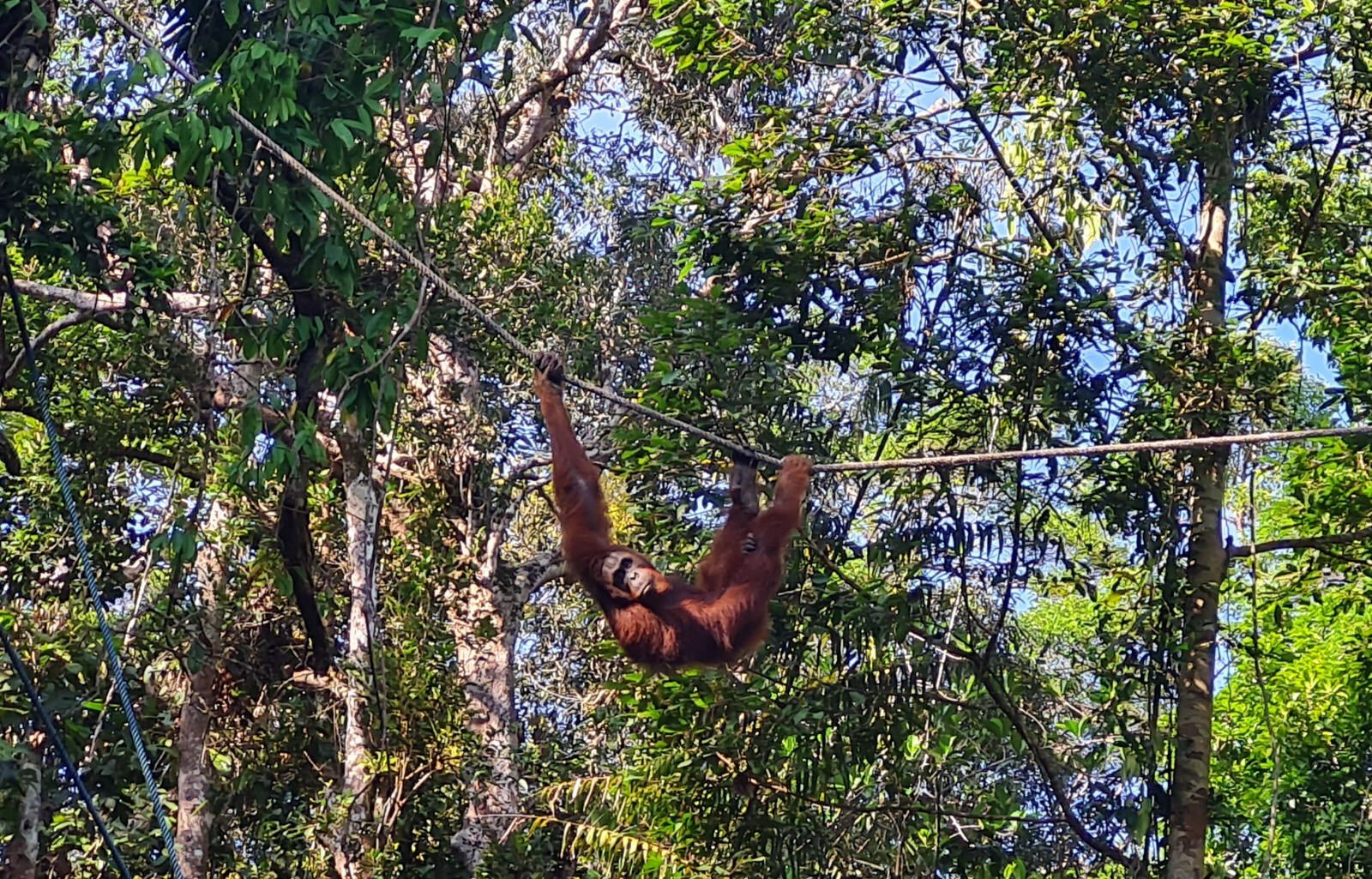 Orangutan at Semenggoh reserve near Kuching