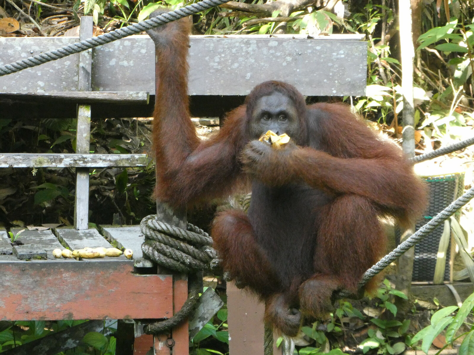Orangutan at Semenggoh reserve near Kuching