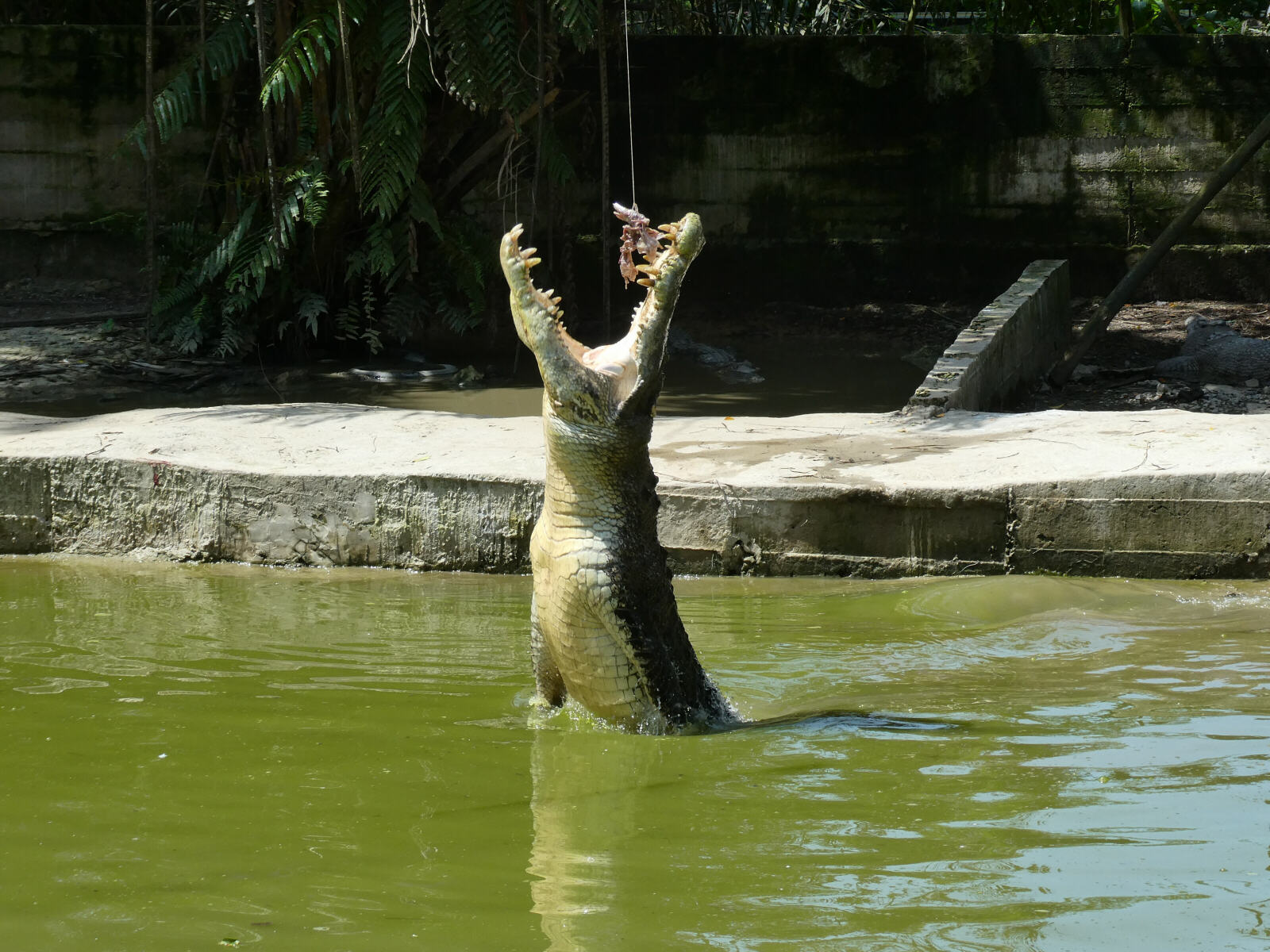 Crocodile feeding at Jong's Zoo near Kuching