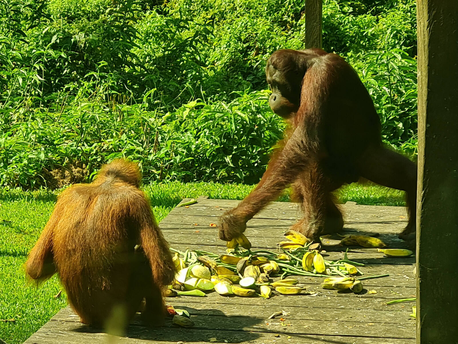 Orangutans at the Rehabilitation centre at Sepilok, Saba, Borneo