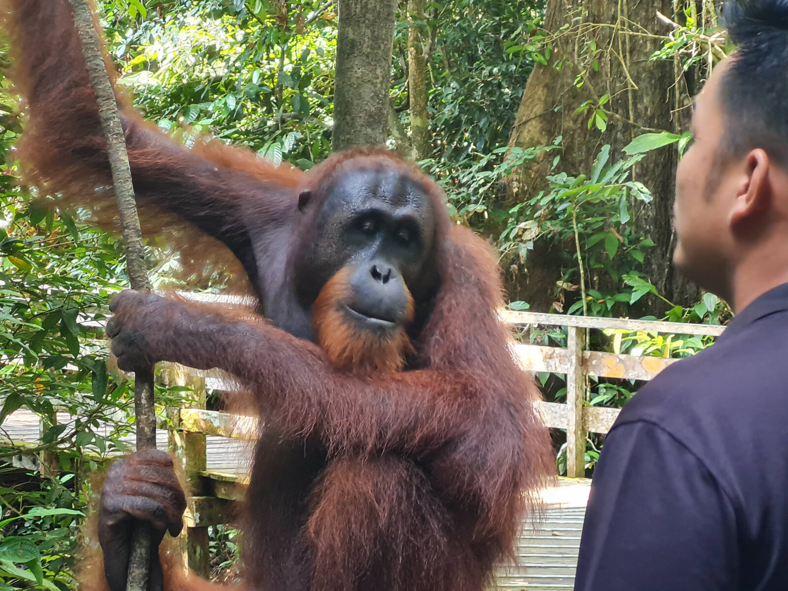 An Orangutan on the walkway at Sepilok, Saba, Borneo