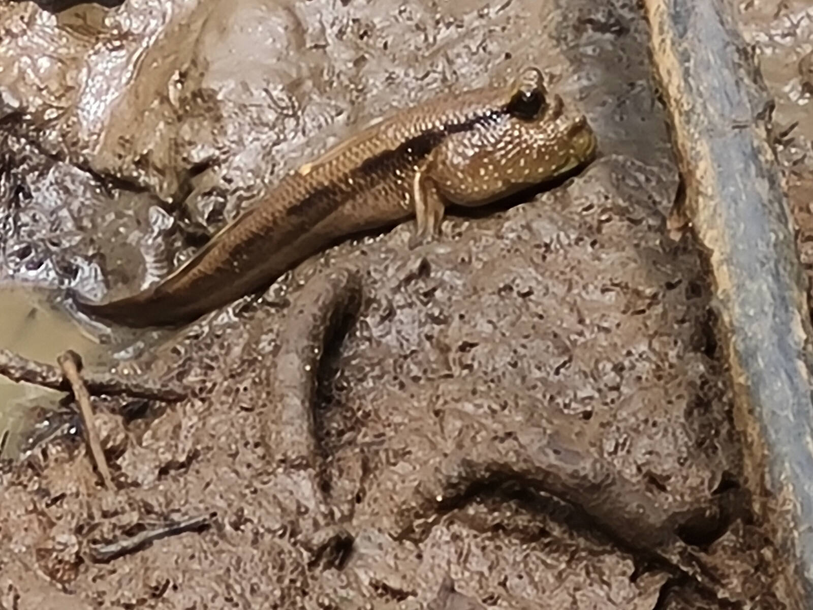 A mudskipper at Labuk Bay in Saba, Borneo