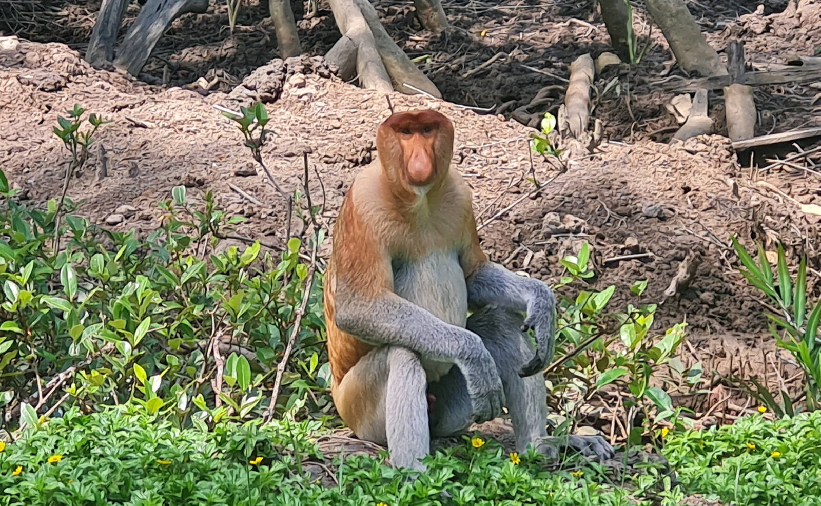 Proboscis monkey at Labuk Bay in Saba, Borneo