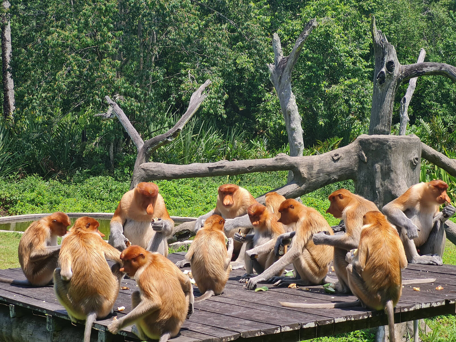 Proboscis monkeys at Labuk Bay in Saba, Borneo