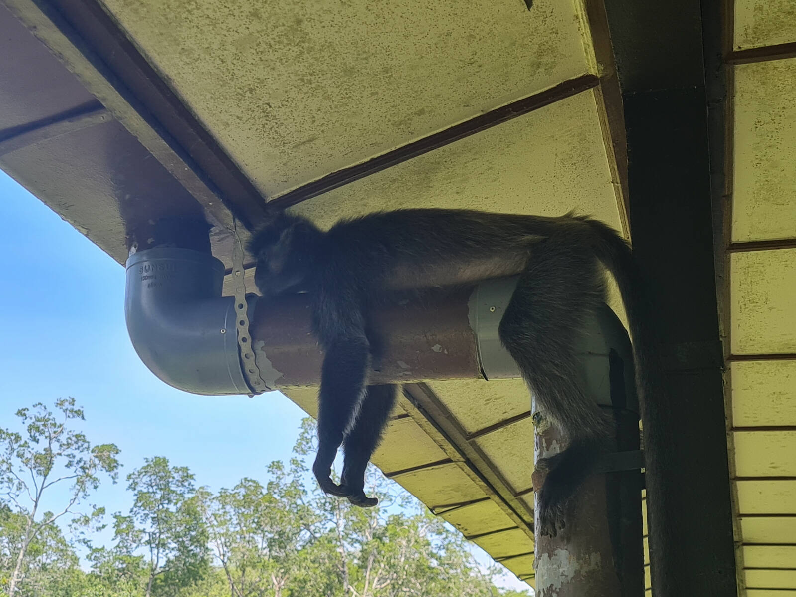 Silver-leaf (grey) monkey at Labuk Bay in Saba, Borneo