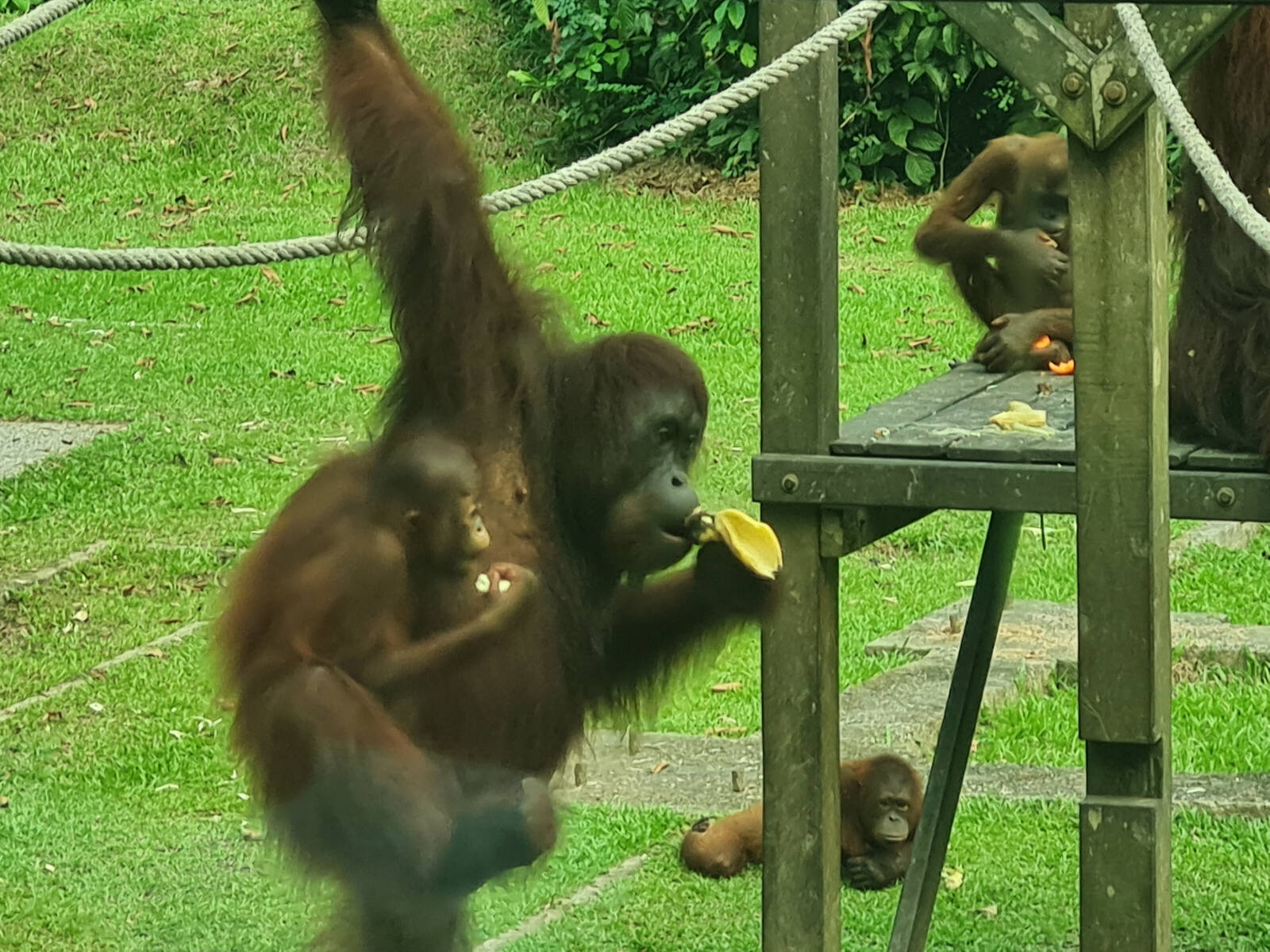 Orangutans at the Rehabilitation centre at Sepilok, Saba, Borneo