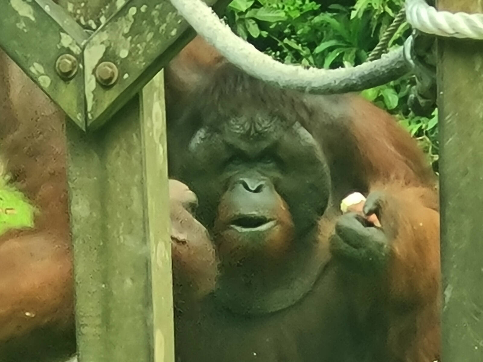 Alpha male Orangutan at the Rehabilitation centre at Sepilok, Saba, Borneo