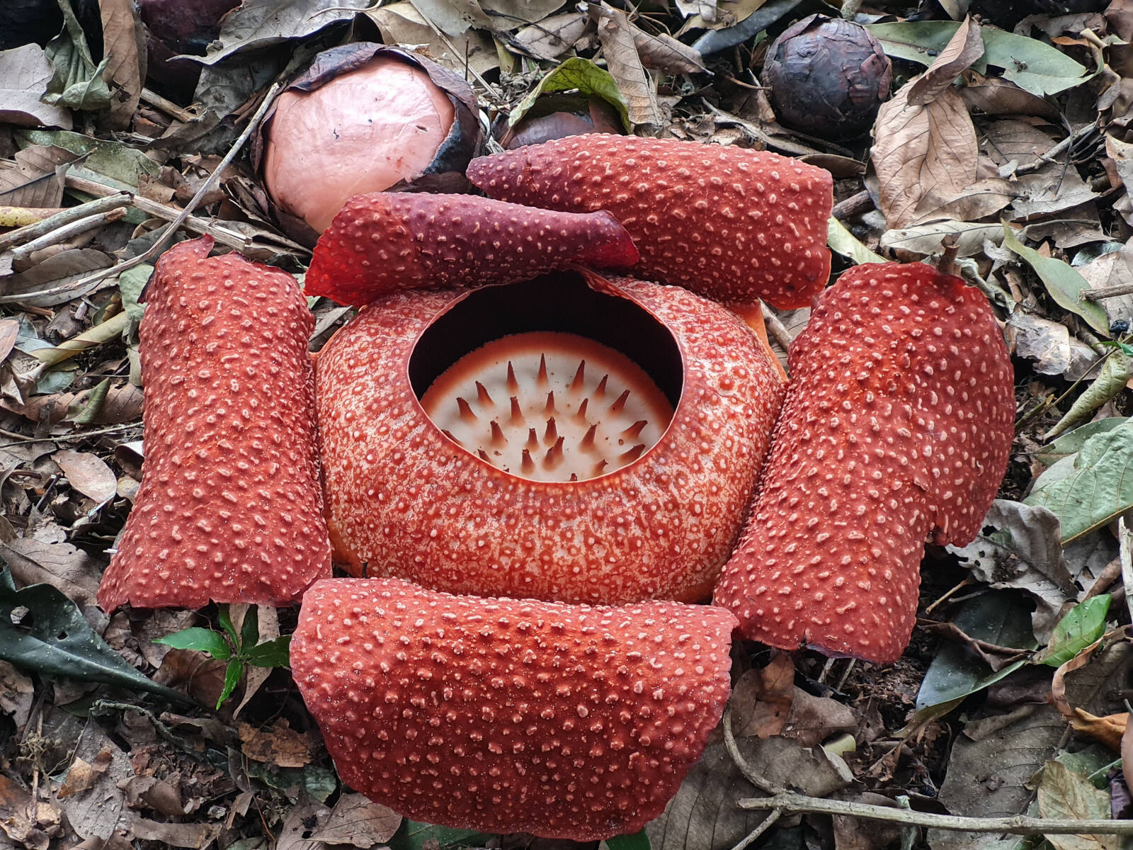 Rafflesia, the biggest flower in the world, in Saba, Borneo