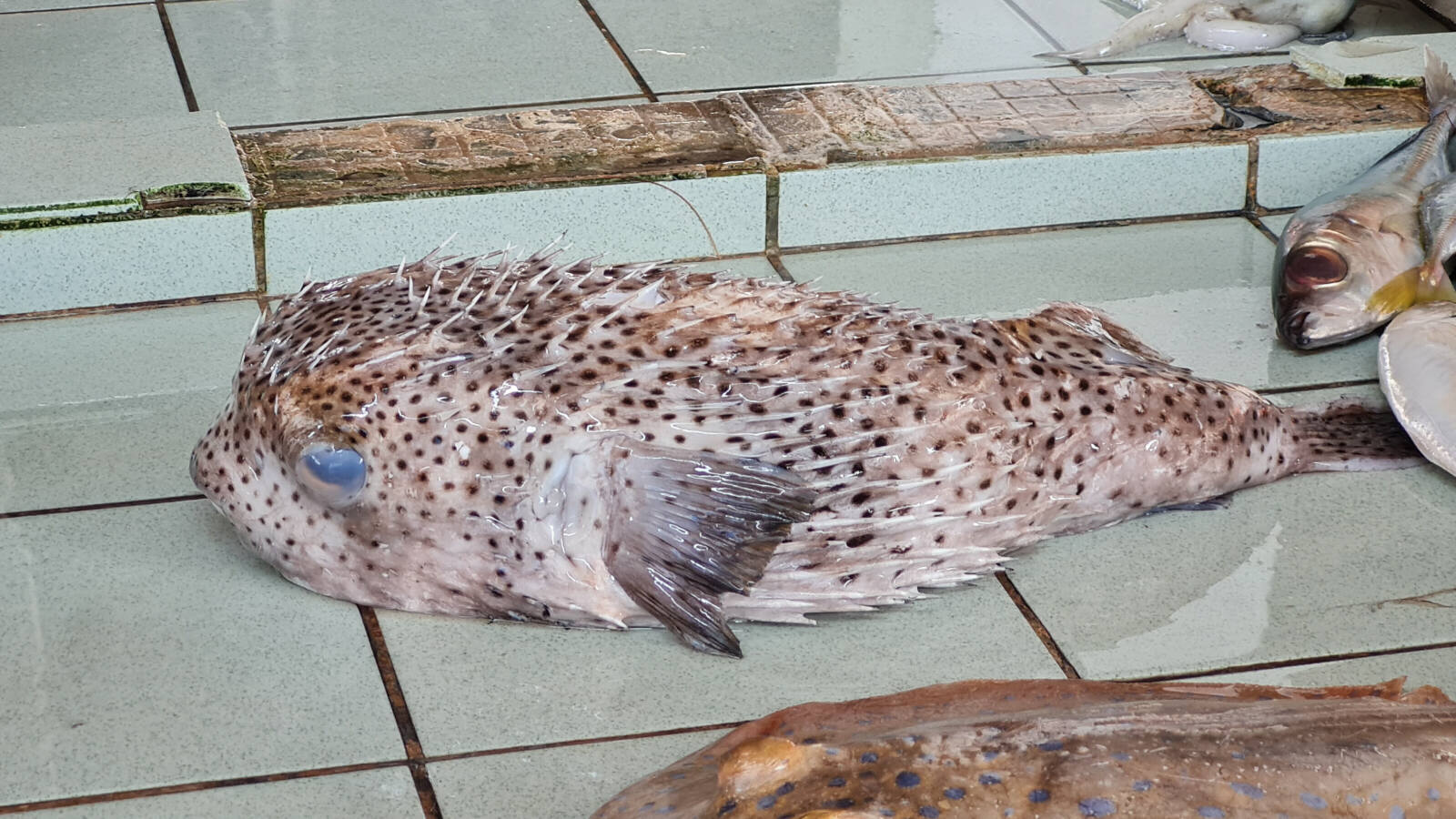 In the fish market in Kota Kinabalu, Saba, Borneo