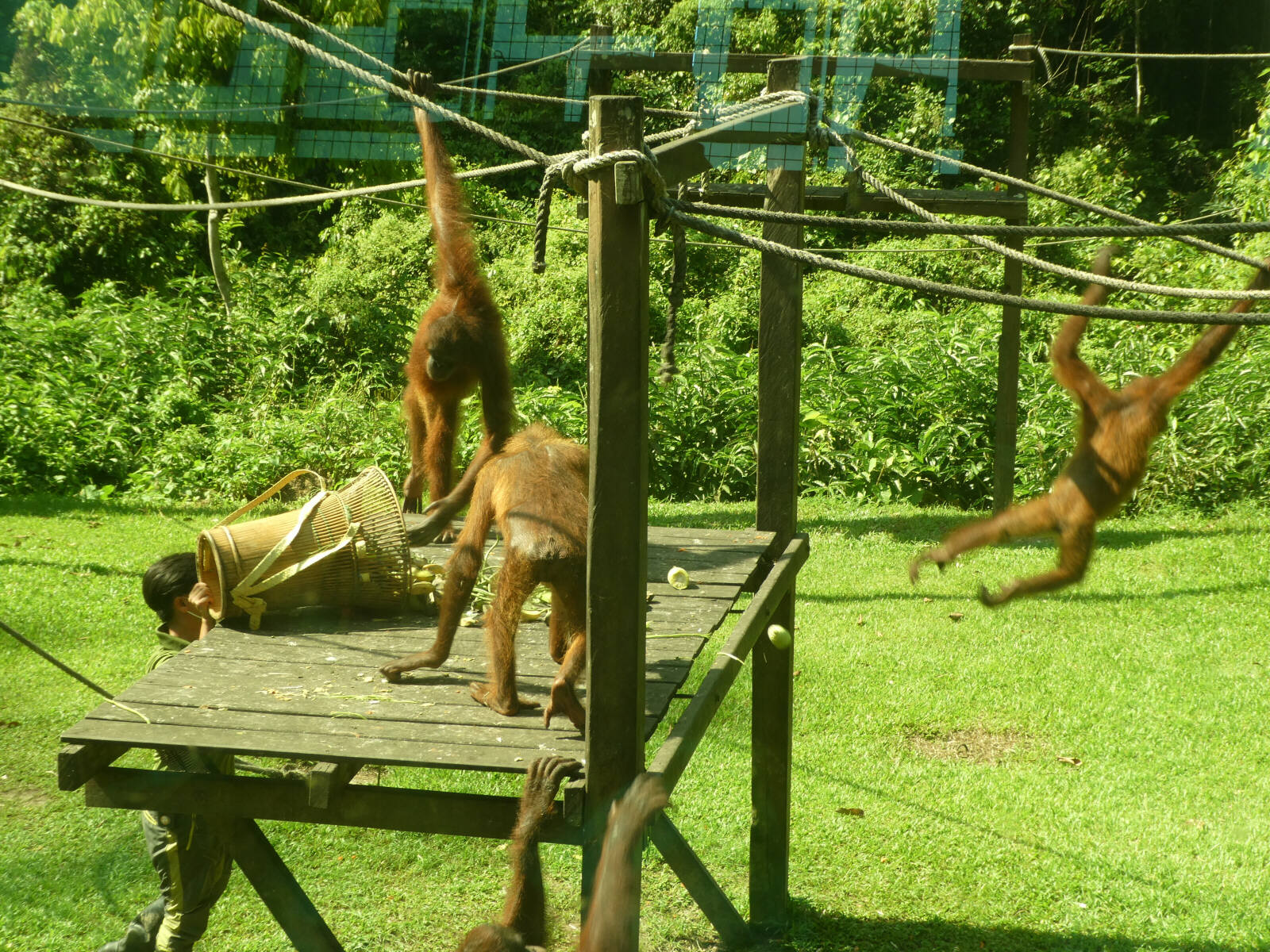 Orangutans at the Rehabilitation centre at Sepilok, Saba, Borneo