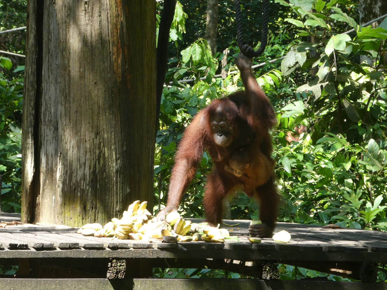 Orangutan at the Rehabilitation centre at Sepilok, Saba, Borneo