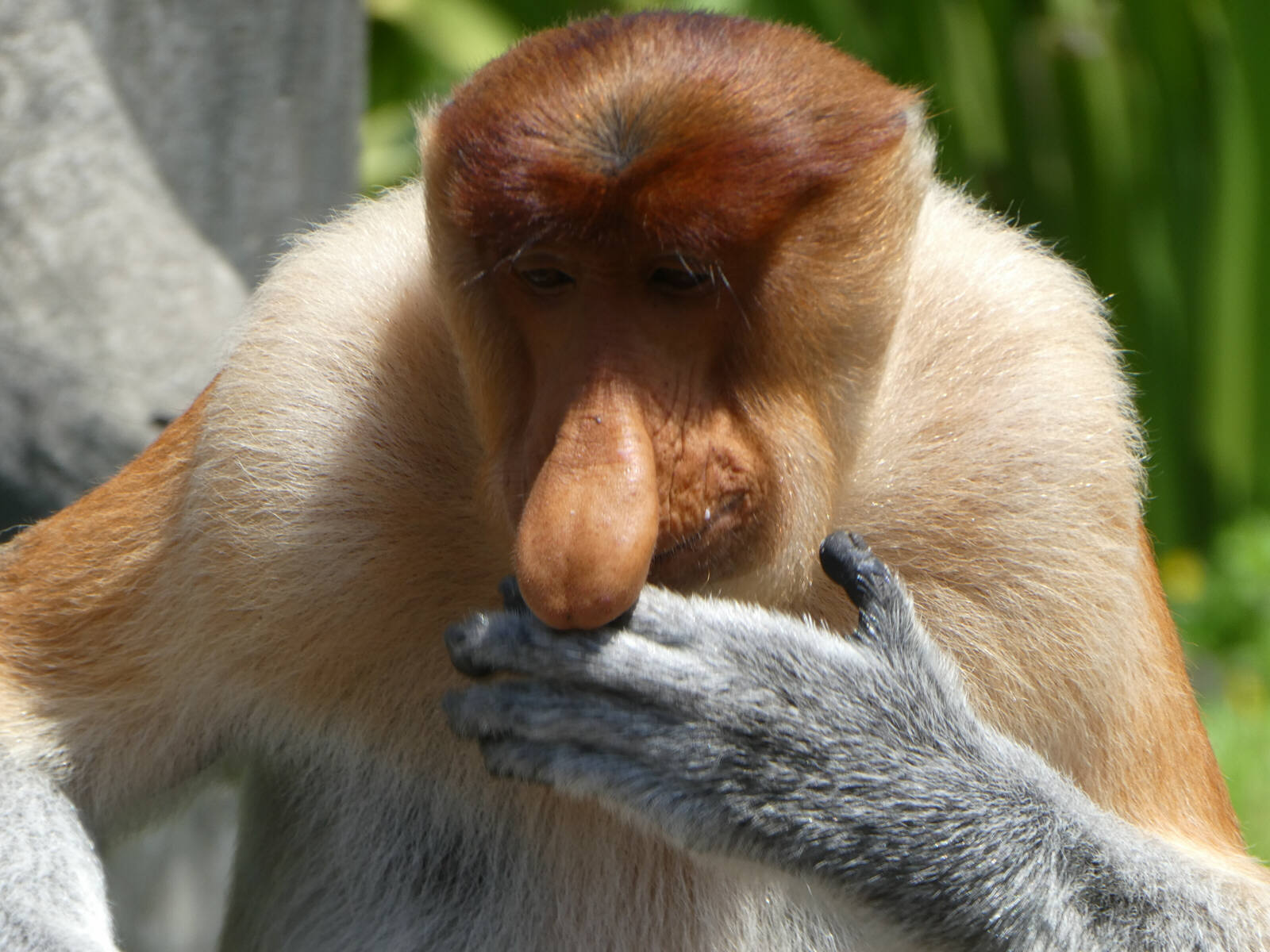 Proboscis monkey at Labuk Bay in Saba, Borneo