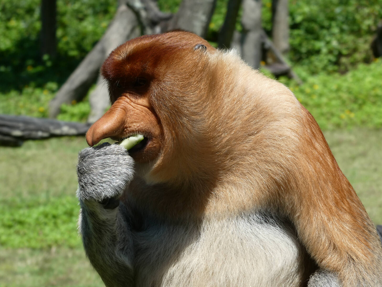 Proboscis monkey at Labuk Bay in Saba, Borneo