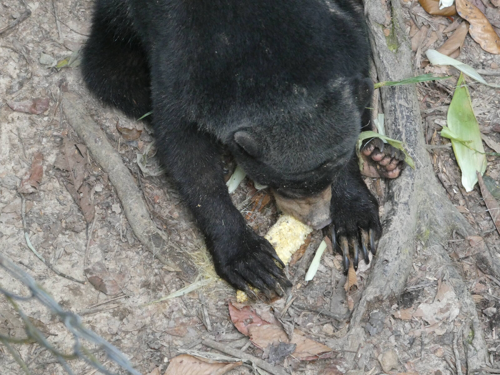 A sun bear at the Conservation Centre in Sepilok, Borneo